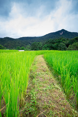 Fototapeta na wymiar Natural Thai rice field in Chiangmai, Thailand