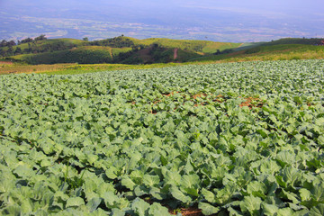 Fototapeta premium Cabbage field