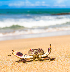 Seafood Posing On the Shore