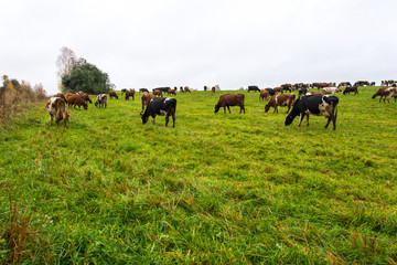 green field with cows in the country