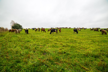 green field with cows in the country