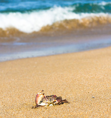 On the Shore Seafood Posing
