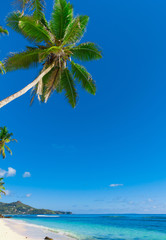 Shore Palms Sea