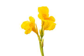 yellow flowers on white isolated