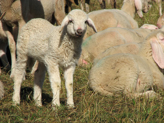 Obraz premium lamb in the midst of the large flock of sheep and goats