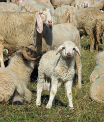lamb in the midst of the large flock of sheep and goats