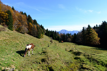 Fototapeta na wymiar horses in the mountain pastures to the season of autumn