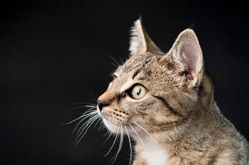 Katze