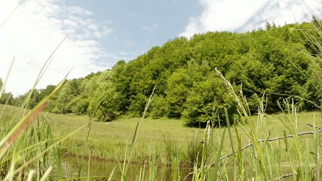 little green mountain lake with dragonflies