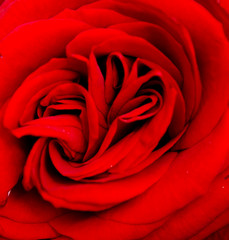 red rose