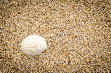 seashell on sand beach