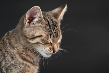 Katze mit geschlossenen Augen