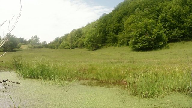 little green mountain lake with dragonflies