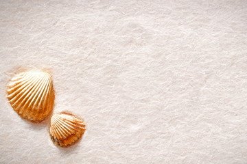 Fototapeta na wymiar two shells - illustration based on own photo image