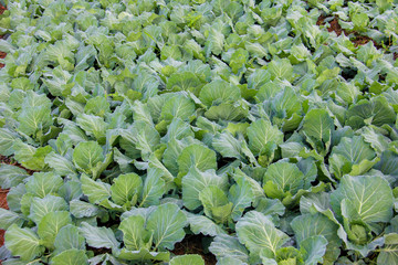 Cabbage field