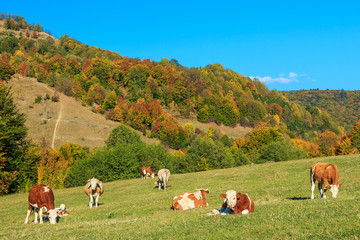 Herd of cows at beautiful green field