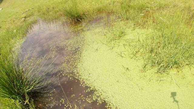 ke yin and yang half overgrown with duckweed