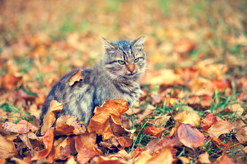 Siberian cat sitting on the fallen leaves