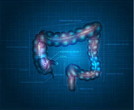 Human colon abstract blue background
