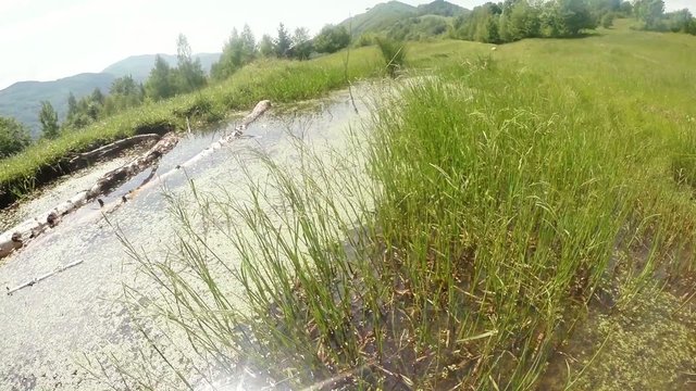 mountain lake overgrown with grass, fly dragonfly