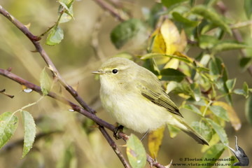 Chiffchaff in natural habitat / Phylloscopus collybita