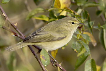 Chiffchaff / Phylloscopus collybita / in natural habitat