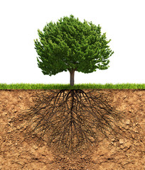 Fototapeta premium Big green tree with roots beneath