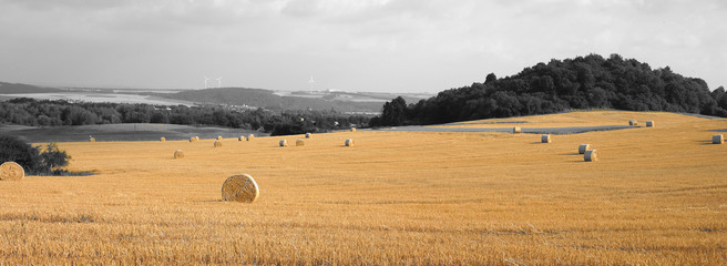 Golden Field in Black and White