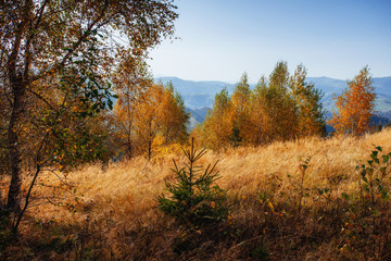 Fototapeta na wymiar rock massif in the Carpathians