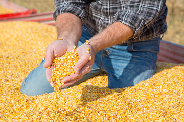 Farmer's hands showing freshly harvested corn grains © oticki
