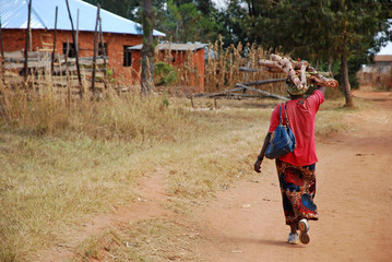 An African woman while carrying the wood for the fire