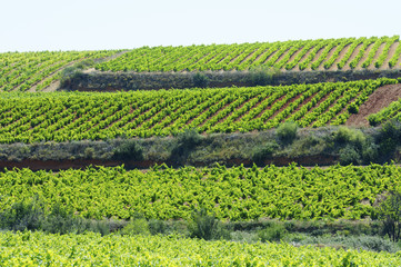 Vineyard