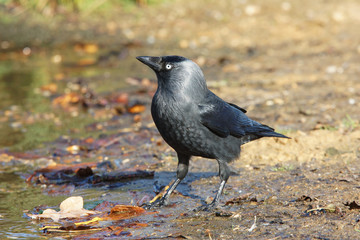 Jackdaw,  Corvus monedula