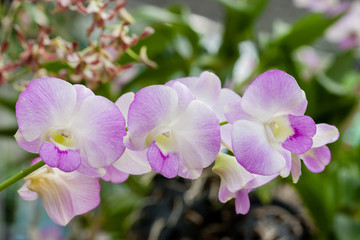 Beautiful orchid (Phalaenopsis)