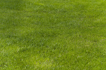 Erba verde