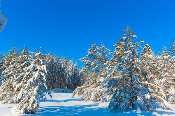 Snow Covered Trees