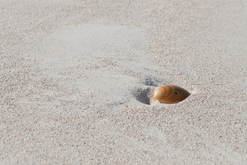 seashell on a white sand