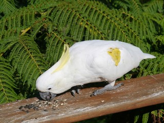 The Sulphur-crested Cockatoo with a yellow tag