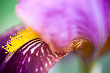 Iris flower