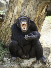 Chimpanzee with his mouth open