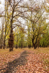 autumn forest after the rain