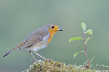 Fototapeta premium Robin.