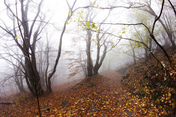 Fototapeta premium forest