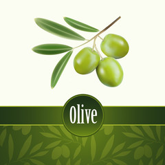 Olive oil.Vector decorative olive branch. For labels, pack.