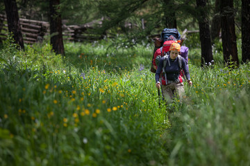 Backpackers are walking in high green grass in forest  of Altai