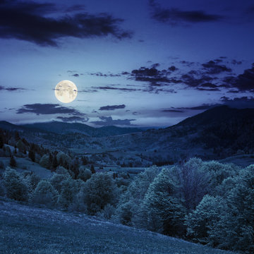 forest on a  mountain slope at night