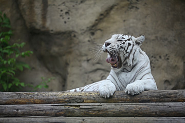 White albino tiger