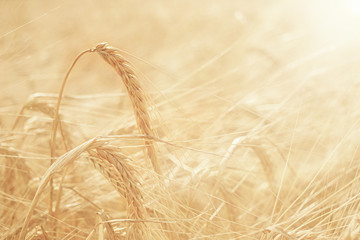 Fototapeta na wymiar summer sunset texture barley grain