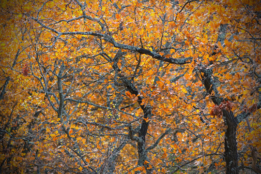 Oak branches with orange leaves during fall