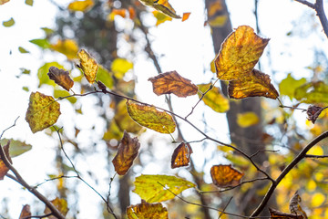 autumn gold colored leaves in bright sunlight